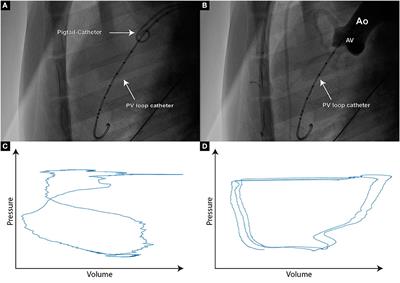 Dos and don'ts in large animal models of aortic insufficiency